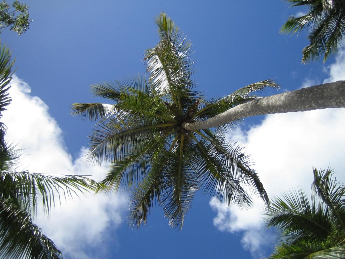 Palm-Covered House In The Tropical -Casa Oli Las Galeras Exterior foto